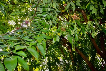 Fototapete bei efototapeten.de bestellen   