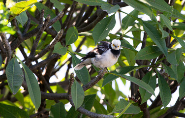 Black-collared Starling (Gracupica nigricollis) on the plumeria tree in the garden at thailand.