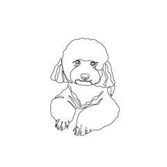 Cute poodle, continuous line drawing, dog pet small tattoo, doggy print for clothes, silhouette one single line on white background, isolated vector illustration.