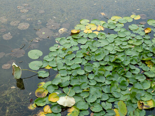 water lily in the pond