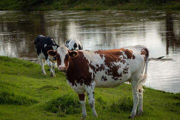 Cows next to a river