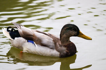 Duck swimming on the river