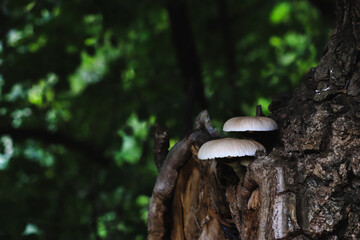 mushroom on a tree