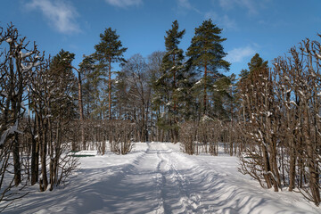 View of the snow-covered alley in the Alexander Park of Tsarskoye Selo on a sunny winter day,...