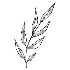 Tropical leaves handdrawn illustration
