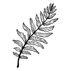 Tropical leaves handdrawn illustration