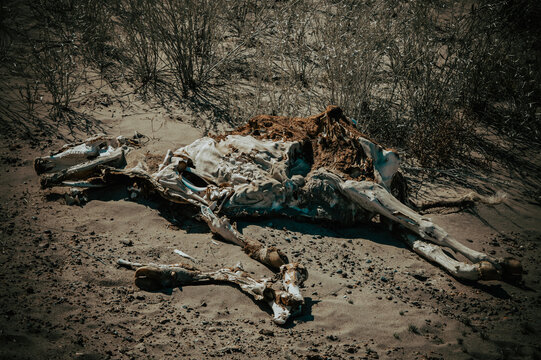corpse of a cow on the ground with its bones exposed