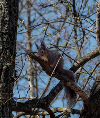 squirrel on a tree