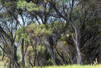 Sacred Kingfisher iconic bird Amidst New Zealand Native Manuka Bush Forest
