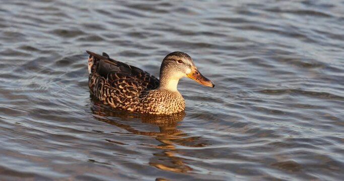 wild ducks swimming on the lake at sunset, wild birds ducks while feeding at sunset