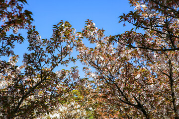 落下が始まった御室桜
