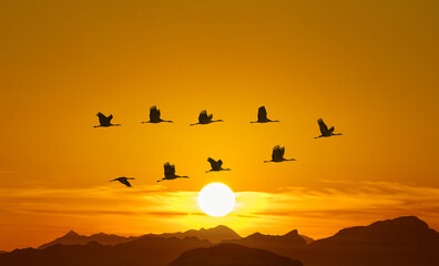 Graceful flight of birds in a V-formation - 671948911