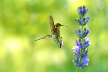 Graceful Hummingbird Among Lavender Blooms - 671948925