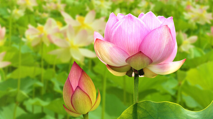 Close-up view of a delicate lotus or water lily in full bloom - 671948932