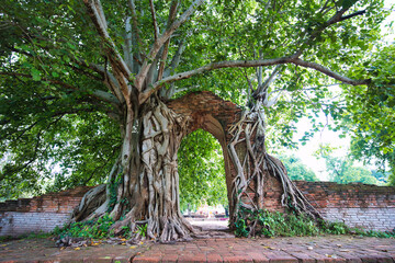 Tree on the ruins in Ayutthaya　木に侵食された遺跡　アユタヤ - obrazy, fototapety, plakaty