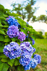 hydrangea　紫陽花