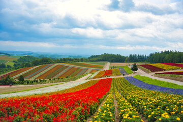 SHIKISAI-NO-OKA, Biei, Hokkaido　四季彩の丘・美瑛　北海道