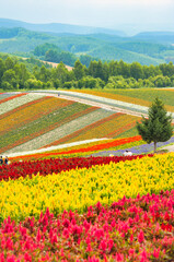 SHIKISAI-NO-OKA, Biei, Hokkaido　四季彩の丘・美瑛　北海道