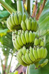 Banana in South East Asia　豊作なバナナの房