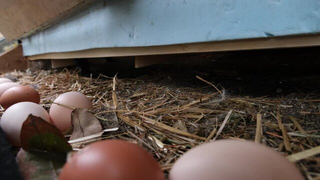 Close up of rolling egg just after being laid by cage free chicken in the coop nest.