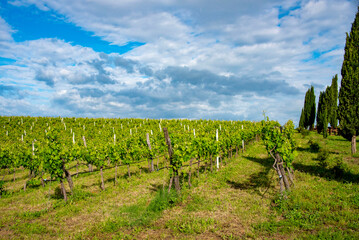 Fototapeta na wymiar Aglianico Red Grape Vineyard in Basilicata - Italy