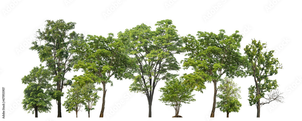 Poster Green trees isolated on transparent background forest and summer foliage for both print and web with cut path and alpha channel