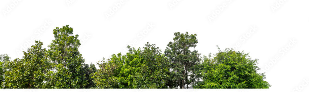 Poster Green Trees on transparent background. are Forest and foliage in summer for both printing and web pages with cut path and alpha channel..