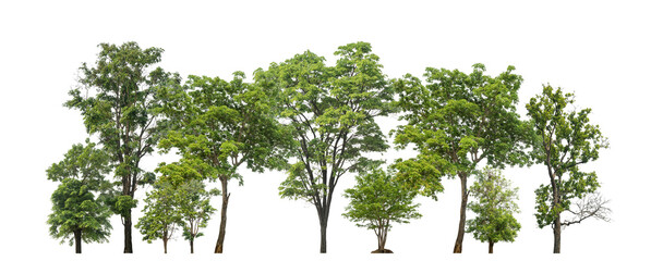 Green trees isolated on transparent background forest and summer foliage for both print and web...