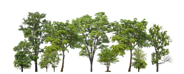 Green trees isolated on transparent background forest and summer foliage for both print and web with cut path and alpha channel