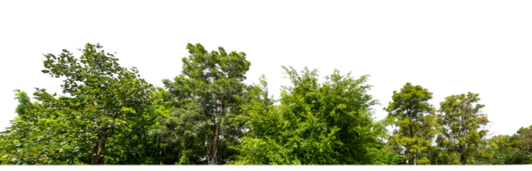 Green Trees on transparent background. are Forest and foliage in summer for both printing and web pages with cut path and alpha channel.