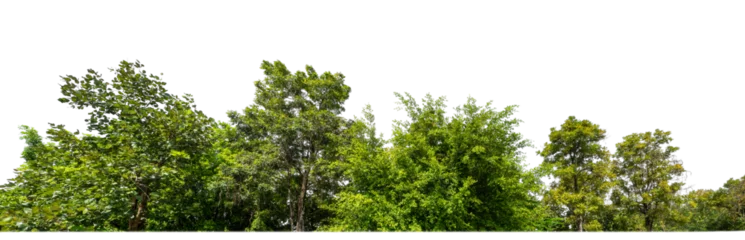 Foto op Plexiglas Green Trees on transparent background. are Forest and foliage in summer for both printing and web pages with cut path and alpha channel. © Sarawut