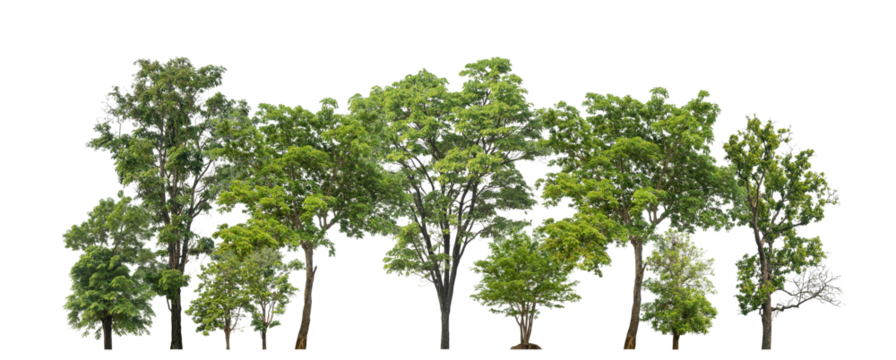 Green trees isolated on transparent background forest and summer foliage for both print and web with cut path and alpha channel