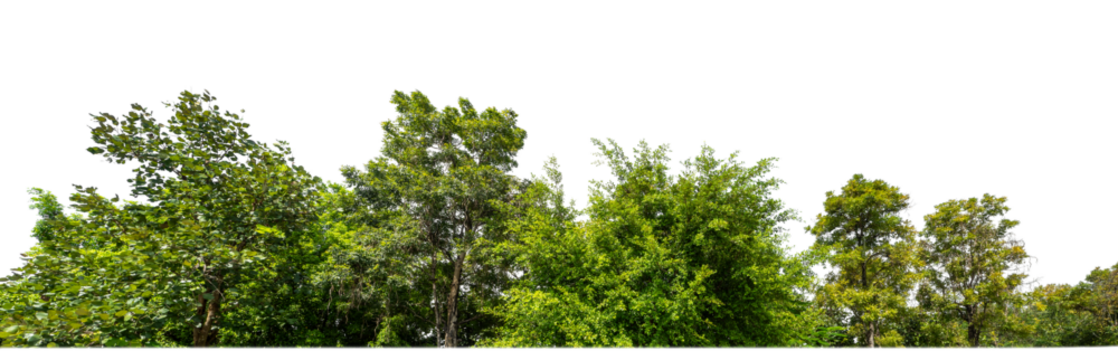 Green Trees on transparent background. are Forest and foliage in summer for both printing and web pages with cut path and alpha channel.
