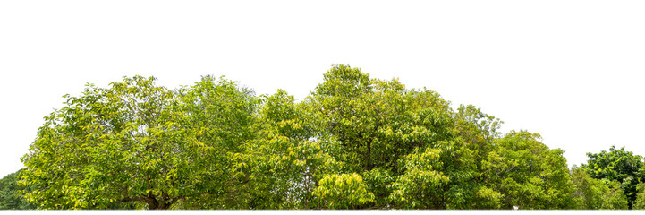 Green Trees on transparent background. are Forest and foliage in summer for both printing and web...