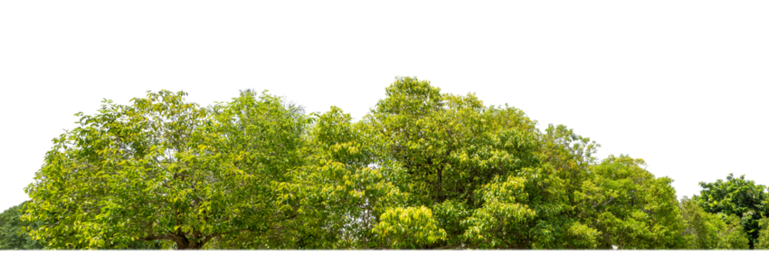 Green Trees on transparent background. are Forest and foliage in summer for both printing and web pages with cut path and alpha channel