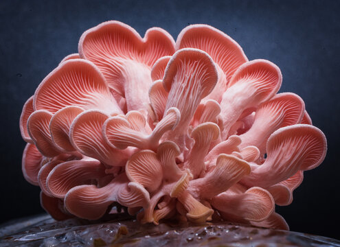 Hongos ostra pleurotus djamor rosado en fondo oscuro