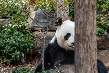 Cheeky Panda