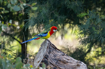 Eastern Rosella at Plenty Gorge Park, Melbourne