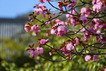 仁和寺の境内に咲く関山桜