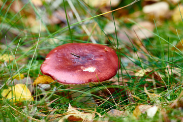 Closeup of red mushroom fungi or toadstool growing in damp and wet grass in remote forest, woods or meadow field. Texture detail of edible russulaceae used for medicinal herbs and traditional healing