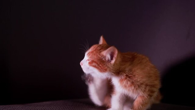 Slow motion. One cute white and red kitten sits on a black background, the cat itches and moves away. The cat has very beautiful eyes