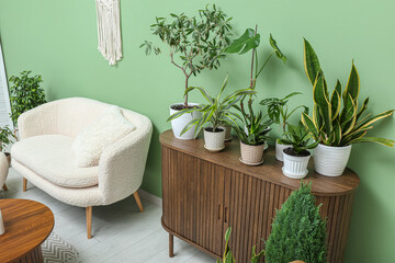 Different houseplants on wooden cabinet in modern living room