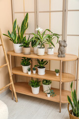 Wooden shelving unit with different houseplants in living room