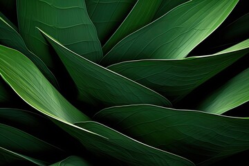 Agave Abstract: Dark Green Cactus Plant Texture