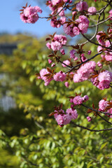仁和寺の境内に咲く関山桜