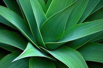 Agave Attenuata: Dark Green Fluid Lines - Delicate Abstract Cactus Plant