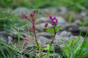 Fototapeta premium Streptanthus polygaloides is a species of flowering plant in the mustard family known by the common name milkwort jewelflower