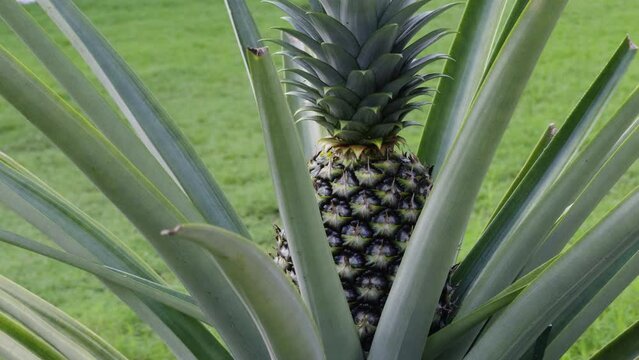 Fresh Pineapple fruit and plant - tropical sweet and sour fruit