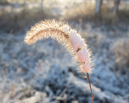 Snow sticking to a foxtail sead head.