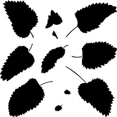Vector shape of fresh mint leaves. 
Vector illustration of fragrant fresh green mint leaves. Image of peppermint leaves in vector. Illustrations of herbaceous plants.